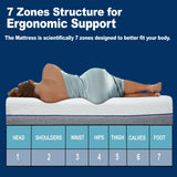 Illustration of a foam mattress single with a 7-zone structure providing ergonomic suport.