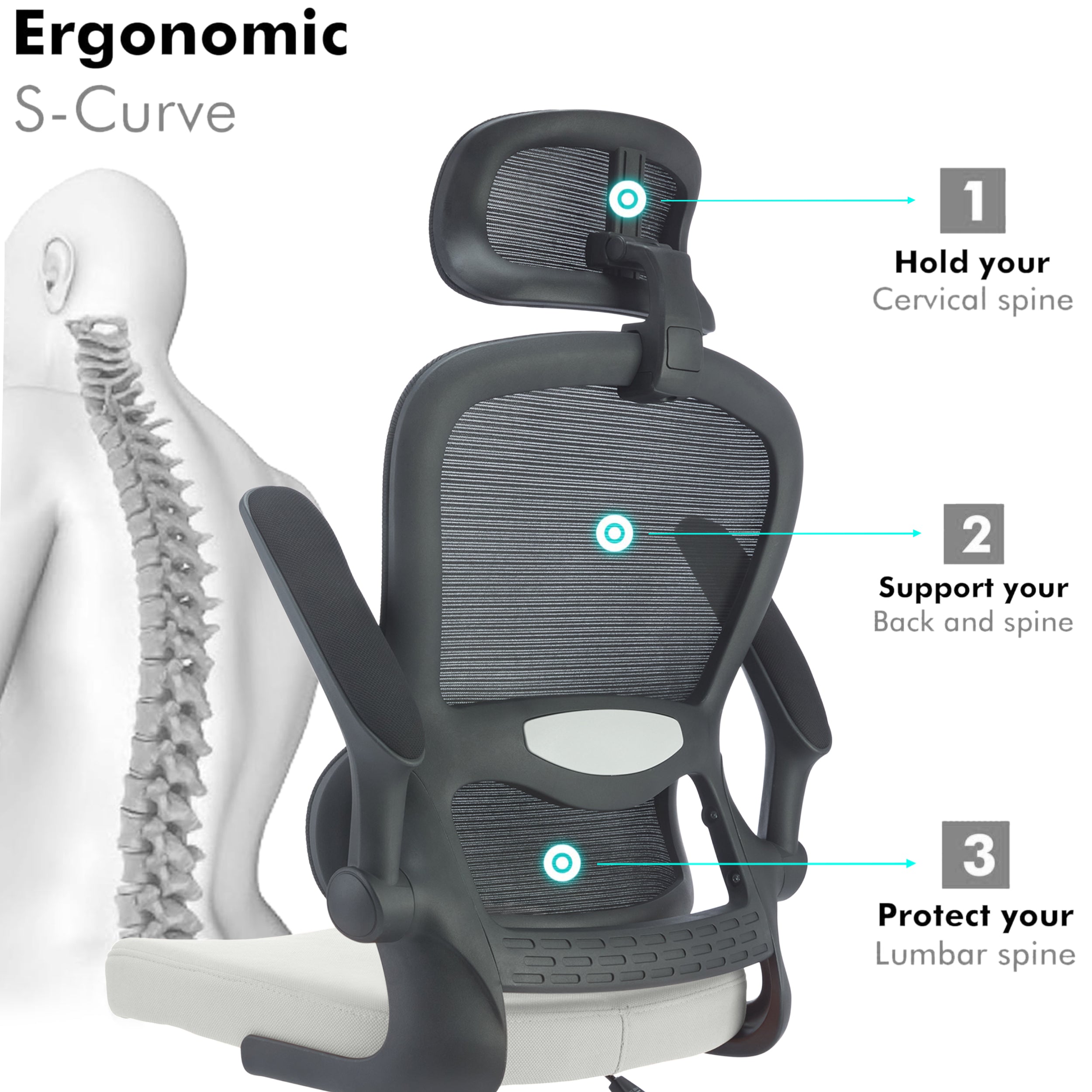 Buy S Curve Office Chair to Support Your Back and Spine for Ultimate Comfort.